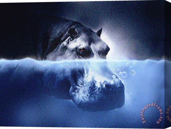 Robert Foster Hippo Stretched Canvas Print / Canvas Art