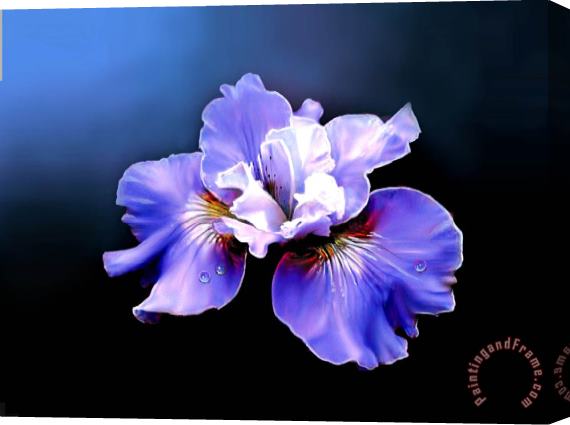 Robert Foster Siberian Iris Stretched Canvas Painting / Canvas Art