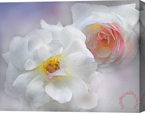 Robert Foster Soft Roses Stretched Canvas Print / Canvas Art