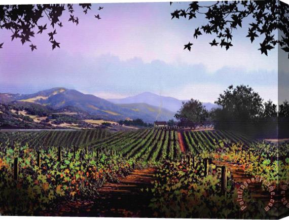 Robert Foster Vineyard Napa Sonoma Stretched Canvas Print / Canvas Art