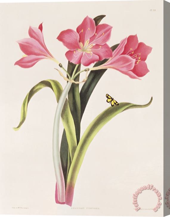 Robert Havell Amaryllis purpurea Stretched Canvas Print / Canvas Art