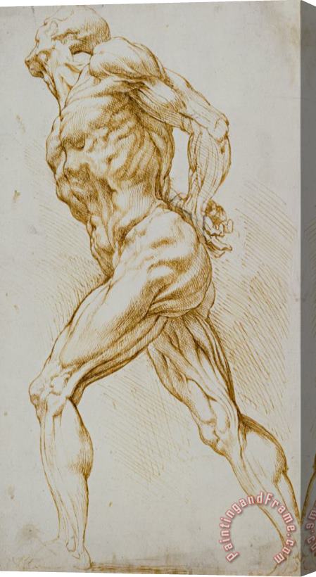 Rubens Anatomical Study Stretched Canvas Print / Canvas Art