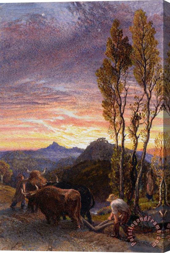 Samuel Palmer Oxen Ploughing At Sunset Stretched Canvas Painting / Canvas Art