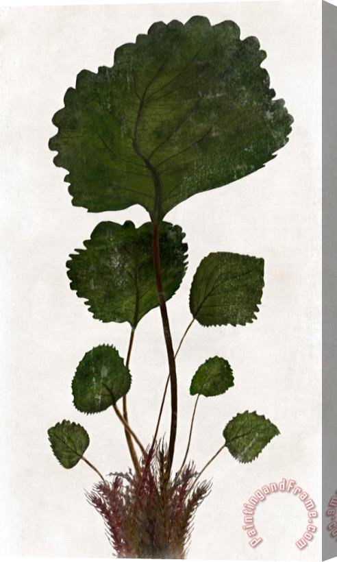 Sia Aryai Chlorophyll II Stretched Canvas Print / Canvas Art