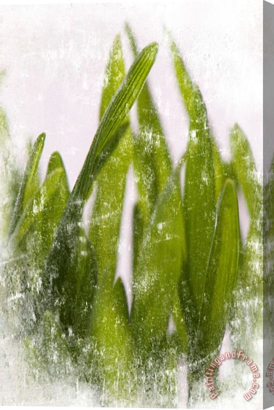 Sia Aryai Green Grass I Stretched Canvas Print / Canvas Art