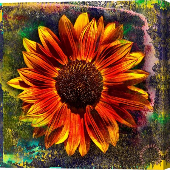 Sia Aryai Sunflower Red Stretched Canvas Painting / Canvas Art