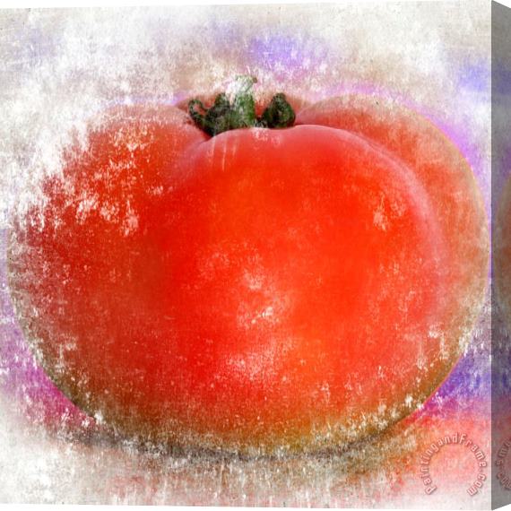 Sia Aryai Tomato Stretched Canvas Print / Canvas Art