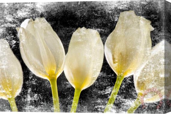 Sia Aryai White Tulips II Stretched Canvas Painting / Canvas Art