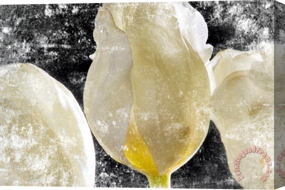 Sia Aryai White Tulips III Stretched Canvas Painting / Canvas Art