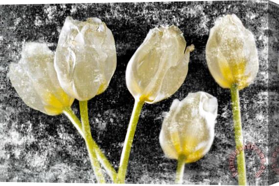Sia Aryai White Tulips IV Stretched Canvas Painting / Canvas Art
