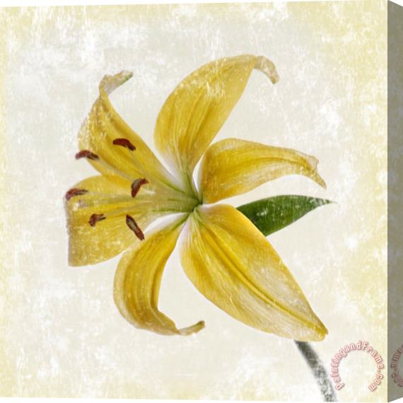 Sia Aryai Yellow Lily Stretched Canvas Print / Canvas Art