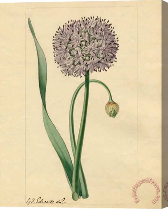 Sydenham Teast Edwards Allium Nutans Stretched Canvas Print / Canvas Art