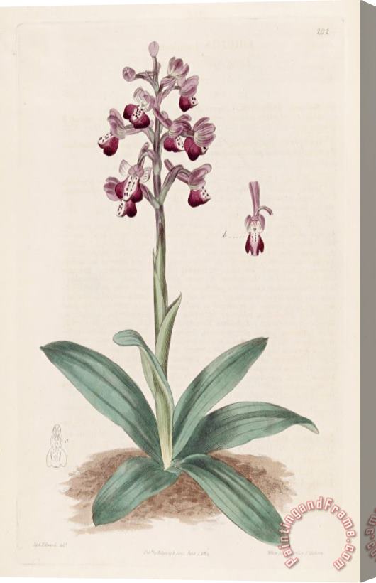 Sydenham Teast Edwards Anacamptis Longicornu (orchis Longicornu) 1817 Stretched Canvas Painting / Canvas Art