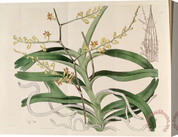 Sydenham Teast Edwards Cleisostoma Paniculatum (as Aerides Paniculata) 1817 Stretched Canvas Painting / Canvas Art