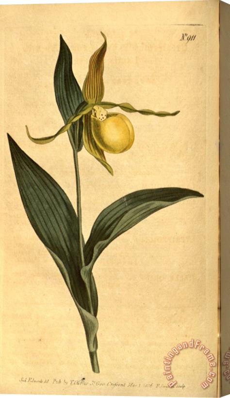 Sydenham Teast Edwards Cypripedium Pubescens (as C. Parviflorum) 1806 Stretched Canvas Print / Canvas Art