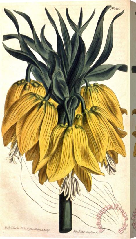 Sydenham Teast Edwards Fritillaria Imperialis (subgenus Petilium) 1809 Stretched Canvas Print / Canvas Art