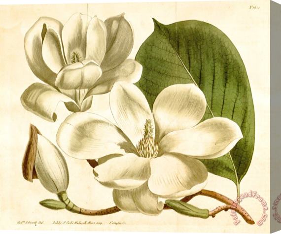 Sydenham Teast Edwards Magnolia Conspicua 1814 Stretched Canvas Painting / Canvas Art