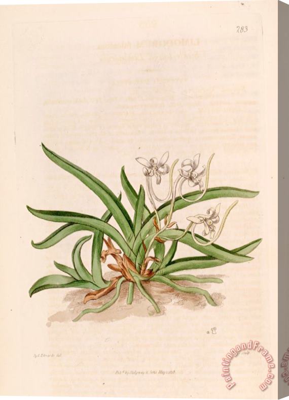 Sydenham Teast Edwards Neofinetia Falcata (as Limodorum Falcatum) 1818 Stretched Canvas Painting / Canvas Art