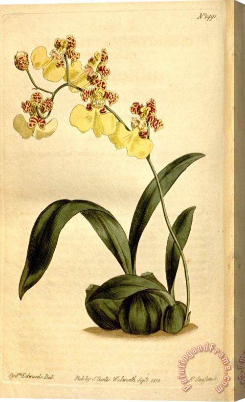 Sydenham Teast Edwards Oncidium Bifolium 1812 Stretched Canvas Print / Canvas Art