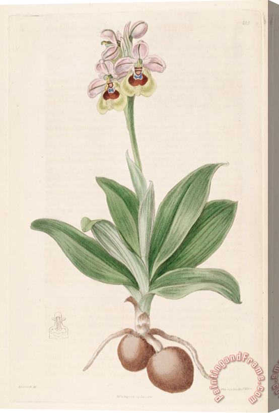Sydenham Teast Edwards Ophrys Tenthredinifera 1817 Stretched Canvas Painting / Canvas Art
