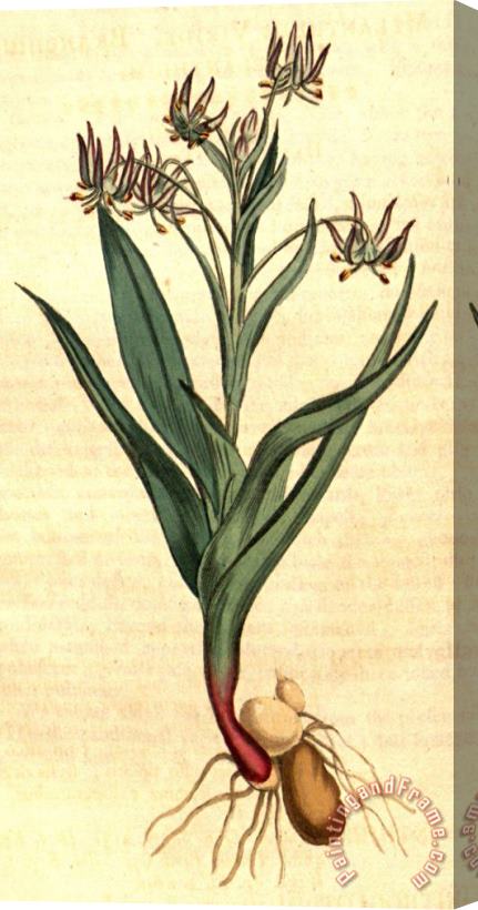 Sydenham Teast Edwards Ornithoglossum Viride 1807 Stretched Canvas Print / Canvas Art