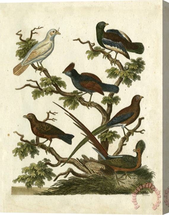 Sydenham Teast Edwards Ornithology II Stretched Canvas Print / Canvas Art