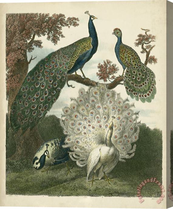 Sydenham Teast Edwards Peacock Gathering Stretched Canvas Print / Canvas Art