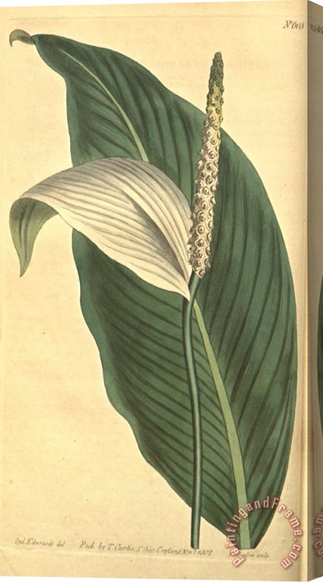 Sydenham Teast Edwards Pothos Cannaefolia 1803 Stretched Canvas Print / Canvas Art