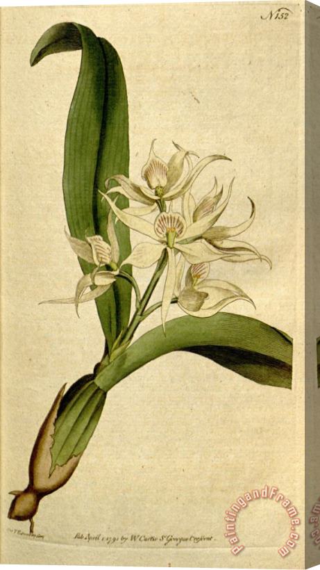 Sydenham Teast Edwards Prosthechea Fragrans (as Epidendrum Cochleatum Curtis) 1792 Stretched Canvas Painting / Canvas Art