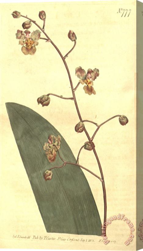 Sydenham Teast Edwards Trichocentrum Undulatum (as Epidendrum Undulatum) 1804 Stretched Canvas Painting / Canvas Art