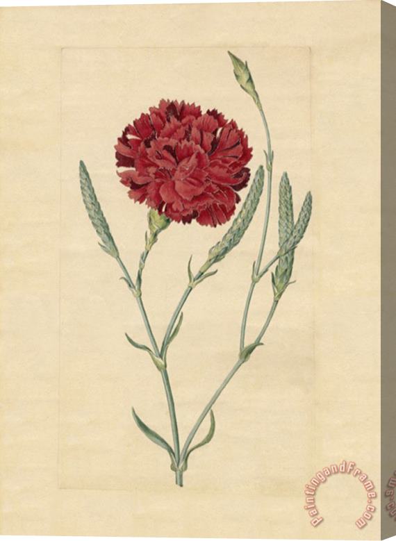 Sydenham Teast Edwards Wheatear Carnation Stretched Canvas Print / Canvas Art