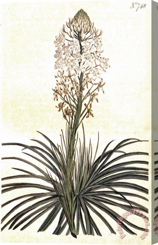 Sydenham Teast Edwards Xerophyllum Asphodeloides 1804 Stretched Canvas Print / Canvas Art