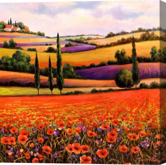 T. C. Chiu Fields of Poppies I Stretched Canvas Print / Canvas Art