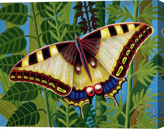 Tamas Galambos Butterfly Stretched Canvas Painting / Canvas Art