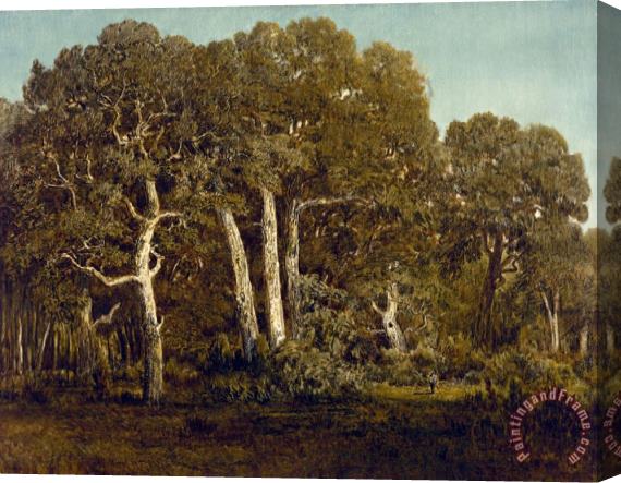 Theodore Rousseau The Great Oaks of Old Bas BrŽeau Stretched Canvas Painting / Canvas Art