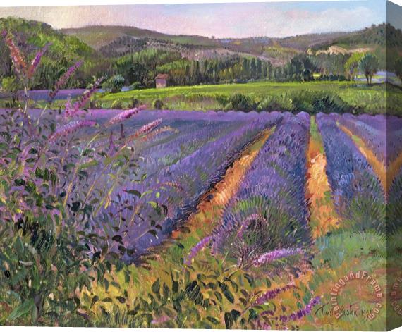 Timothy Easton Buddleia And Lavender Field Montclus Stretched Canvas Painting / Canvas Art