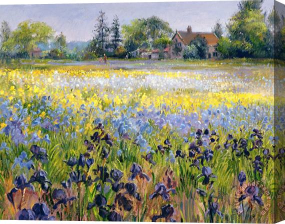 Timothy Easton Irises and Two Fir Trees Stretched Canvas Print / Canvas Art
