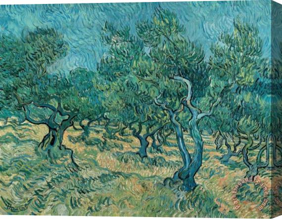 Vincent van Gogh The Olive Grove Stretched Canvas Painting / Canvas Art
