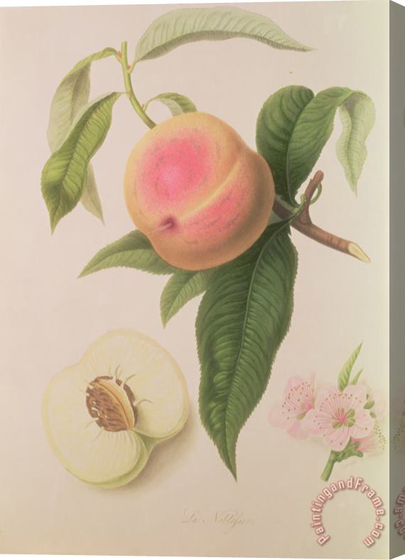 William Hooker Noblesse Peach Stretched Canvas Print / Canvas Art