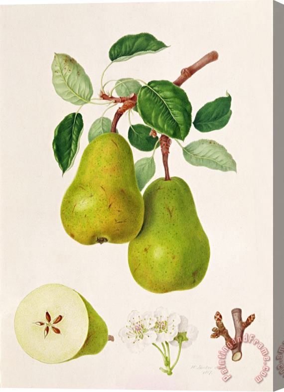 William Hooker The D'auch Pear Stretched Canvas Painting / Canvas Art