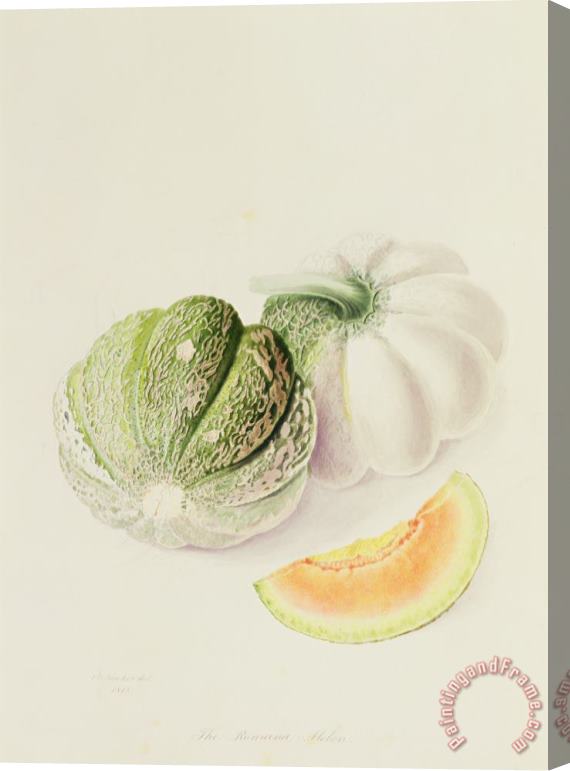 William Hooker The Romana Melon Stretched Canvas Print / Canvas Art