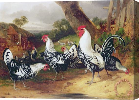 William Joseph Shayer Cockerels in a Landscape Stretched Canvas Print / Canvas Art