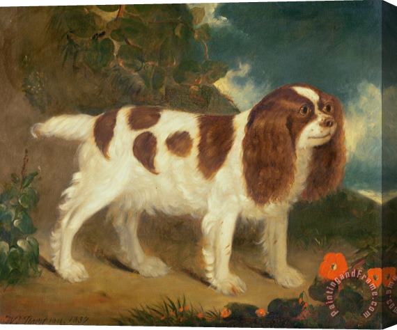 William Thompson King Charles Spaniel Stretched Canvas Painting / Canvas Art