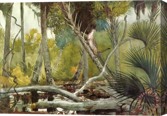Winslow Homer In The Jungle, Florida Stretched Canvas Painting / Canvas Art